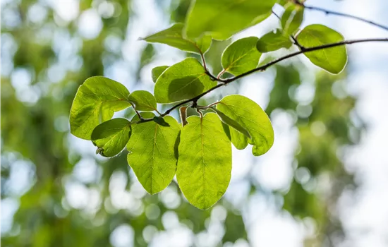 Cydonia oblonga 'Vranja'  Cydonia oblonga 'Vranja'