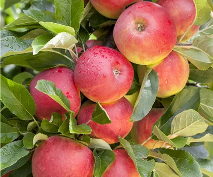 Malus domestica 'Elstar'  Malus domestica 'Elstar'