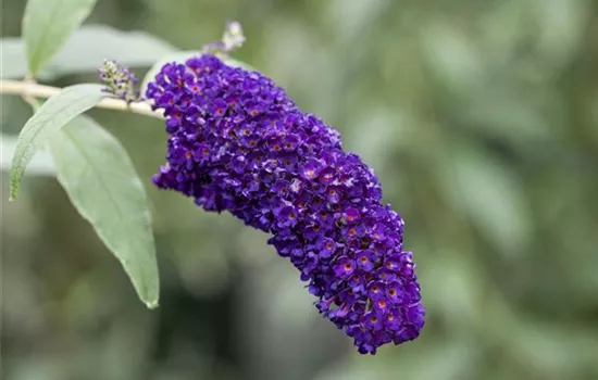 Buddleja davidii 'Black Knight' 