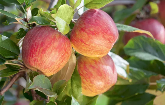 Malus domestica 'Gala'  Malus domestica 'Gala'