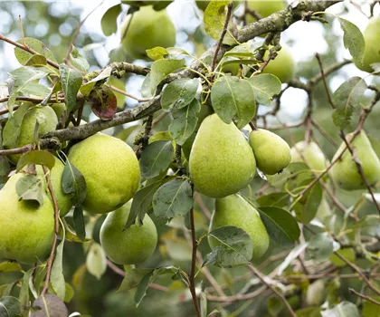 Pyrus communis 'Doppelte Philippsbirne' 