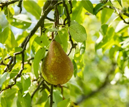 Pyrus communis 'Bosc's Flaschenbirne' 
