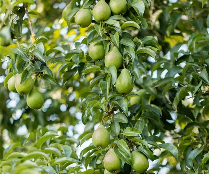 Pyrus communis 'Gräfin von Paris' 