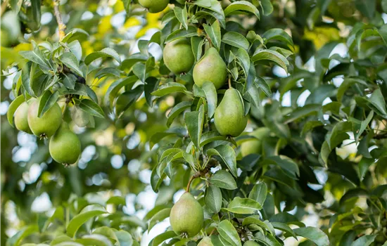 Pyrus communis 'Gräfin von Paris'  Pyrus communis 'Gräfin von Paris'