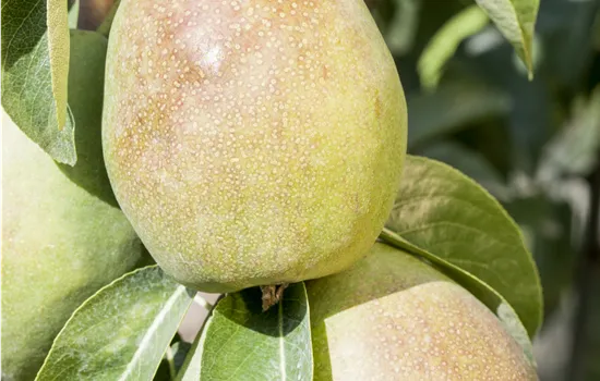 Pyrus communis 'Stuttgarter Geißhirtle' 