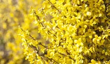 Forsythie 'Week End'