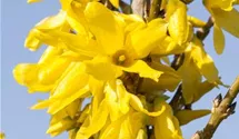 Forsythie 'Week End'