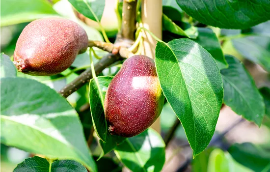 Pyrus pyrifolia 'Benita'  Pyrus pyrifolia 'Benita'