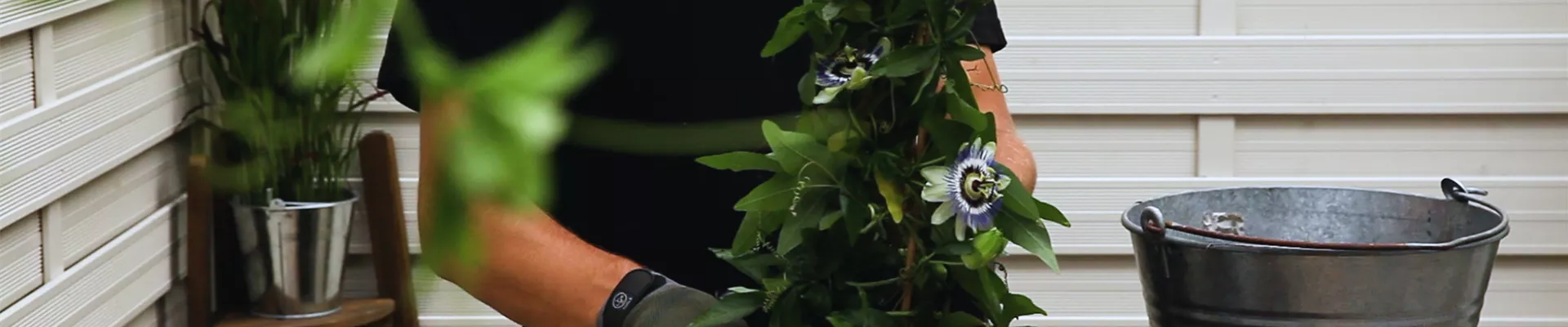 Passionsblume_Topf_einsetzen Passionsblume_Topf_einsetzen