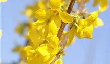 Forsythie 'Week End'