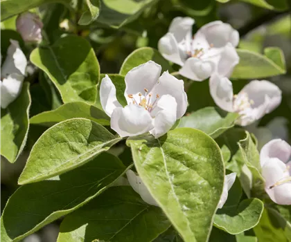 Cydonia oblonga 'Konstantinopeler Apfelquitte' 