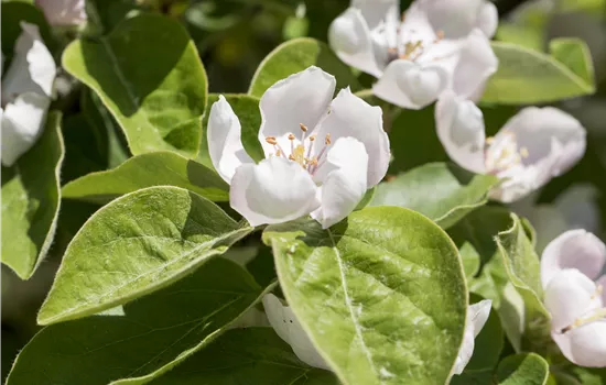 Cydonia oblonga 'Konstantinopeler Apfelquitte'  Cydonia oblonga 'Konstantinopeler Apfelquitte'