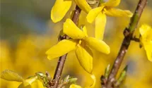 Forsythie 'Week End'