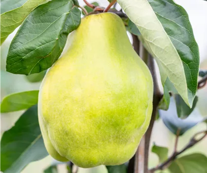 Cydonia oblonga 'Portugiesische Birnenquitte' 