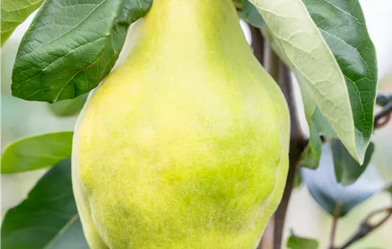 Cydonia oblonga 'Portugiesische Birnenquitte' 