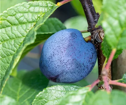 Prunus domestica 'Cacaks Schöne' Prunus domestica 'Cacaks Schöne'