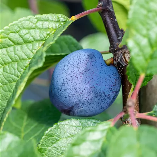 Prunus domestica 'Cacaks Schöne'