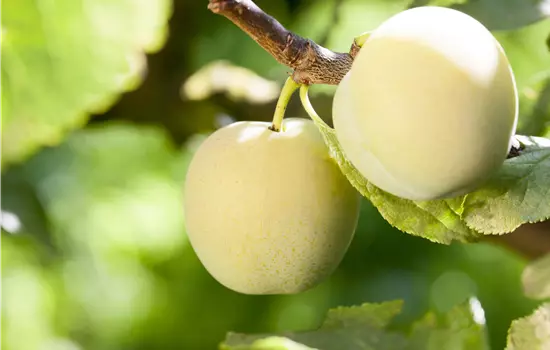 Prunus domestica 'Ontario' 