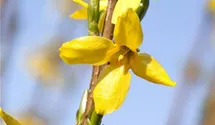 Forsythie 'Week End'