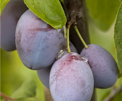 Prunus domestica 'Jojo' 