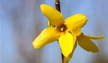 Forsythie 'Week End'