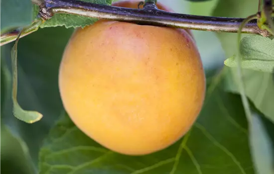 Prunus armeniaca 'Goldrich' 