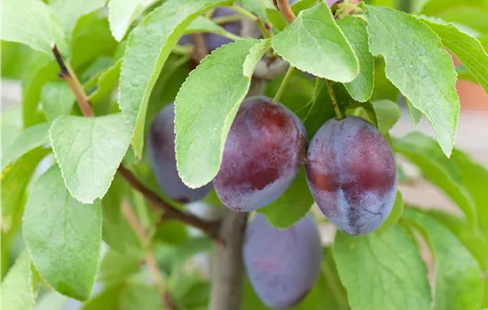 Prunus domestica 'Hanita'  Prunus domestica 'Hanita'