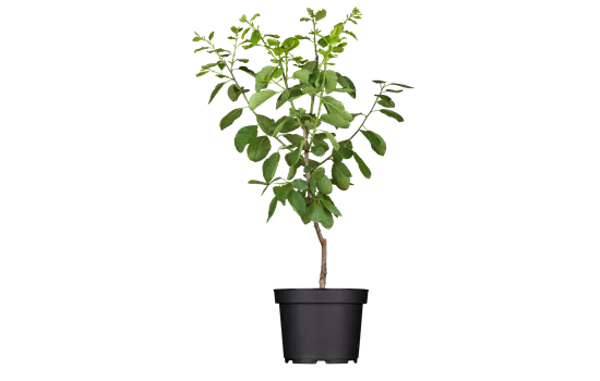 Prunus domestica 'Opal' 