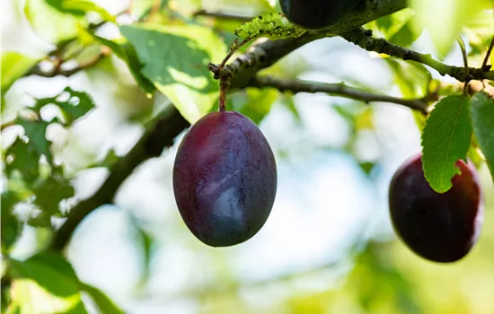 Prunus domestica 'Topper'  Prunus domestica 'Topper'