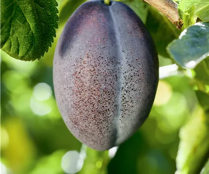 Prunus domestica 'Geisenheimer Toptaste'  Prunus domestica 'Geisenheimer Toptaste'