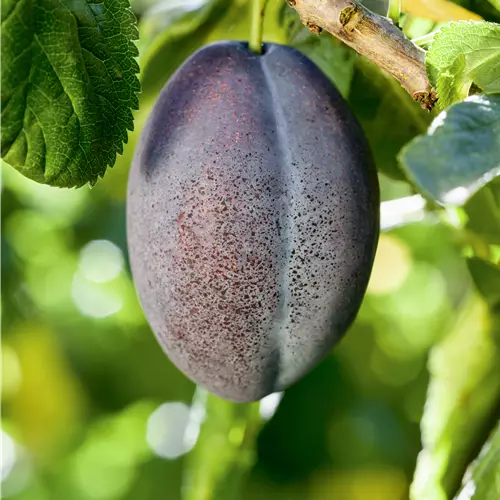 Prunus domestica 'Geisenheimer Toptaste' 