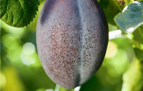 Prunus domestica 'Geisenheimer Toptaste'  Prunus domestica 'Geisenheimer Toptaste'