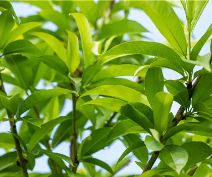 Prunus persica 'Benedicte' 