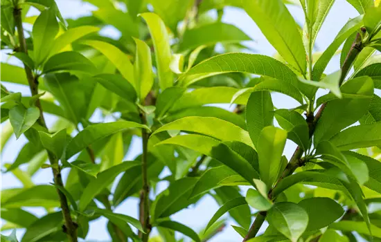 Prunus persica 'Benedicte' 