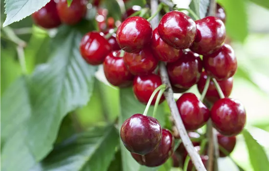 Prunus cerasus 'Gerema'  Prunus cerasus 'Gerema'