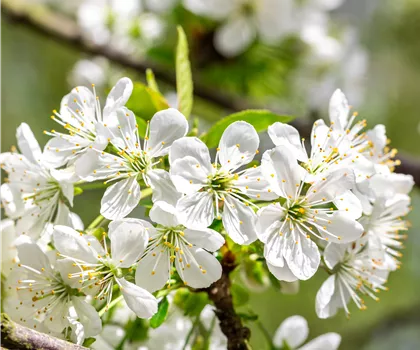 Prunus avium 'Dönissens Gelbe Knorpelkirsche'  Prunus avium 'Dönissens Gelbe Knorpelkirsche'