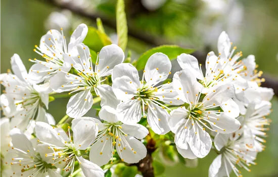 Prunus avium 'Dönissens Gelbe Knorpelkirsche'  Prunus avium 'Dönissens Gelbe Knorpelkirsche'