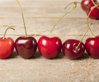 Prunus avium 'Kassins Frühe Herzkirsche' 