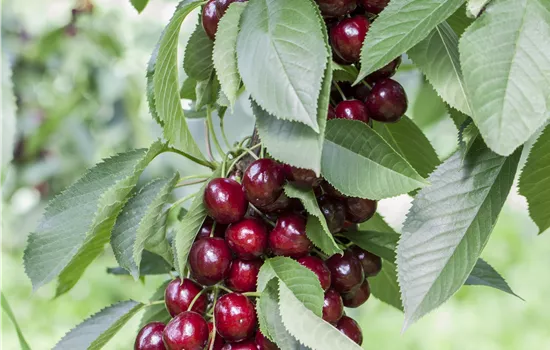 Prunus avium 'Valeska'