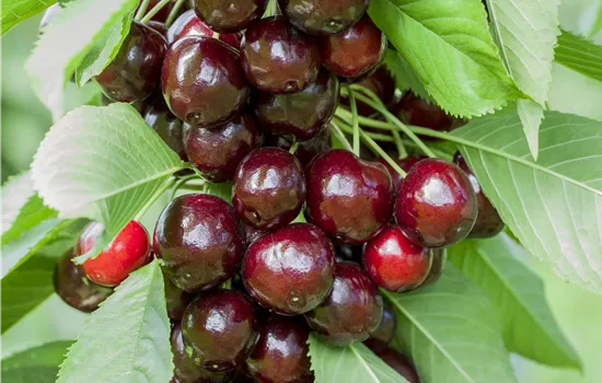 Prunus avium 'Oktavia'