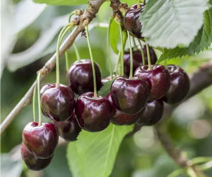 Prunus avium 'Giorgia'  Prunus avium 'Giorgia'