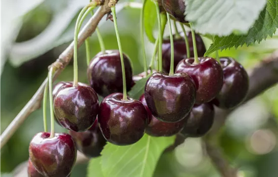 Prunus avium 'Giorgia' 