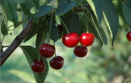 Prunus cerasus 'Ungarische Traubige'  Prunus cerasus 'Ungarische Traubige'