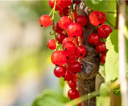 Ribes rubrum 'Jonkheer van Tets' 