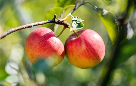 Malus domestica 'Geflammter Kardinal' 