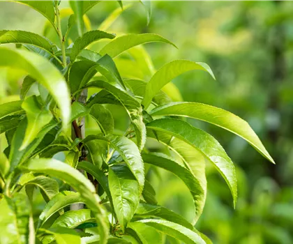 Prunus persica 'Tellerpfirsich' 