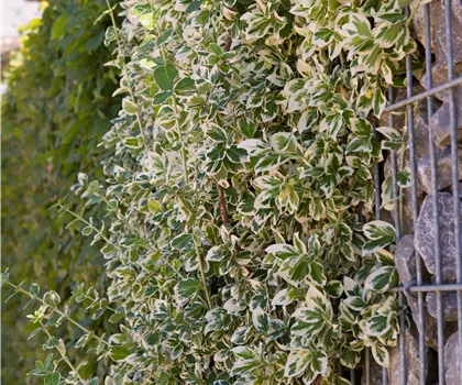 Euonymus fortunei 'Emerald'n Gaiety'  Euonymus fortunei 'Emerald'n Gaiety'