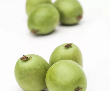 Actinidia arguta 'Weiki'  Actinidia arguta 'Weiki'