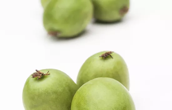 Actinidia arguta 'Weiki'  Actinidia arguta 'Weiki'