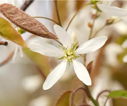 Amelanchier lamarckii